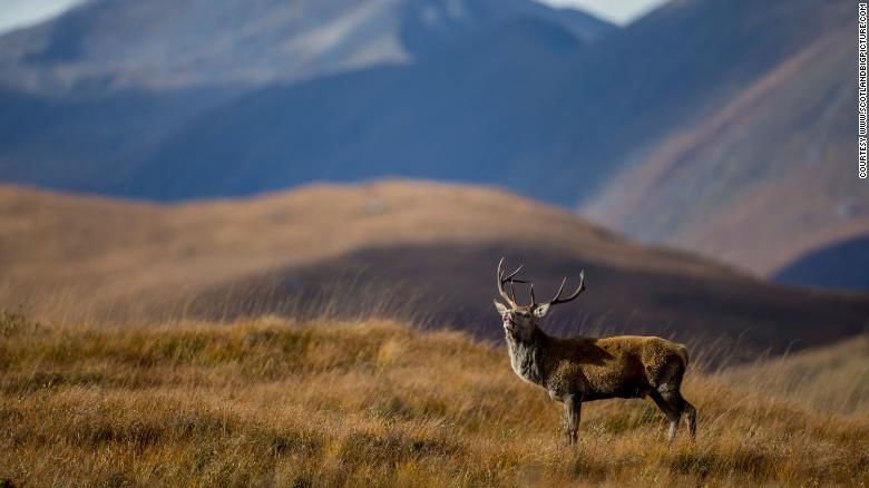 Scotland wants to rewild its famous wilderness