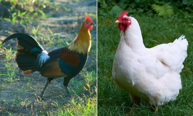 Chickens were first tempted down from trees by rice, research suggests