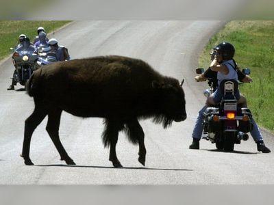 British teenager left partially paralysed after bison attack in US nature reserve