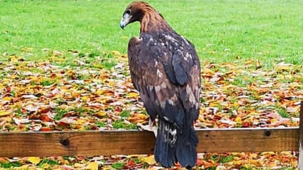 Cardiff: Golden eagle spotted in St Mellons park