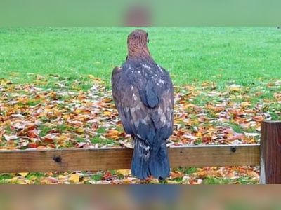 Cardiff: Golden eagle spotted in St Mellons park