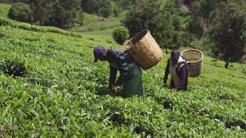 Compensation Case by Kenyan Tea Pickers in Scotland Halted