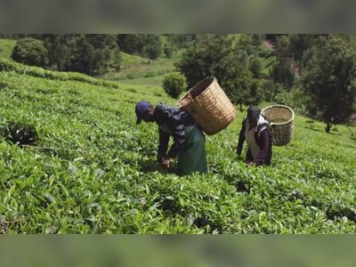 Compensation Case by Kenyan Tea Pickers in Scotland Halted